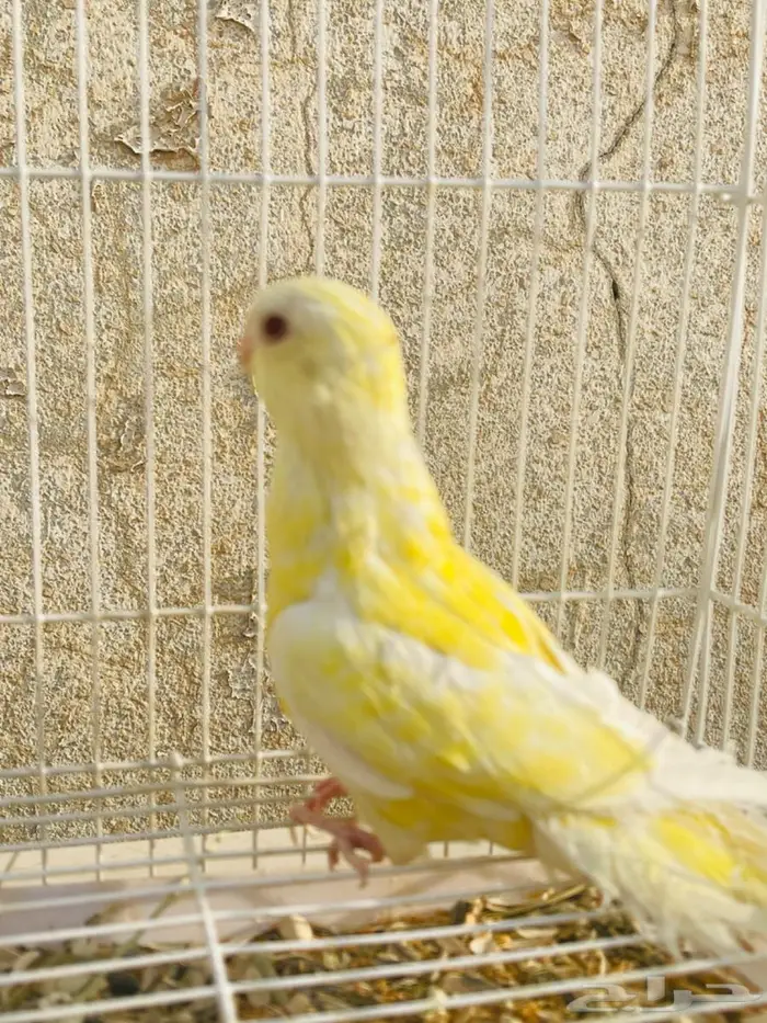 براكيت 5
