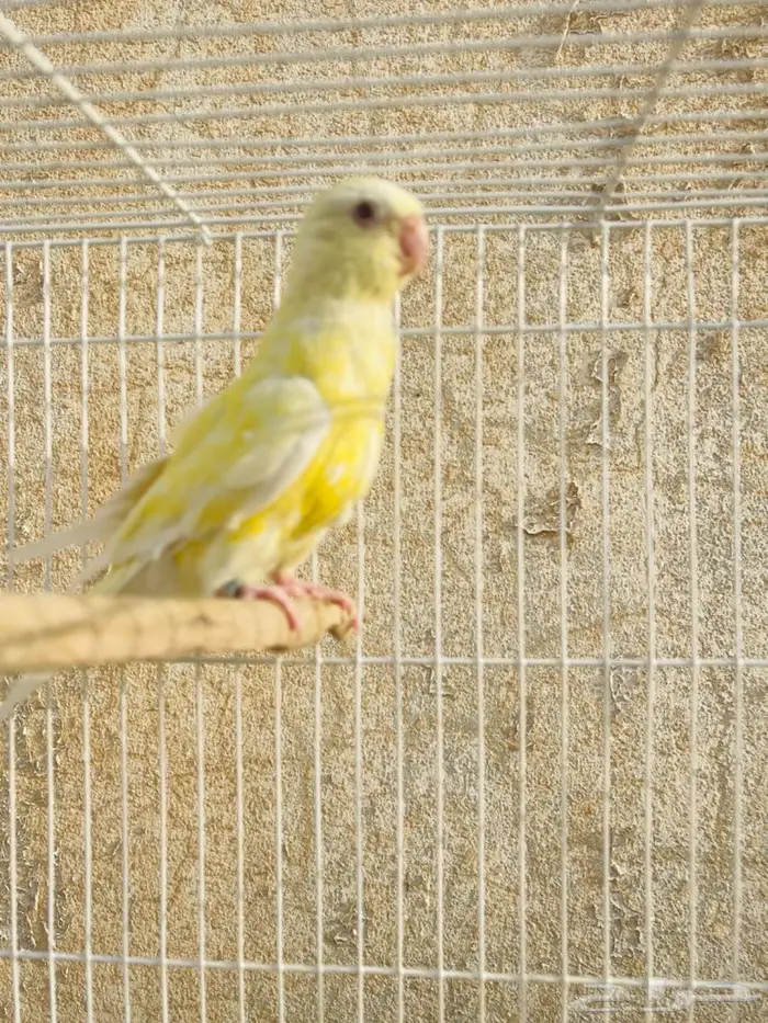 براكيت 8
