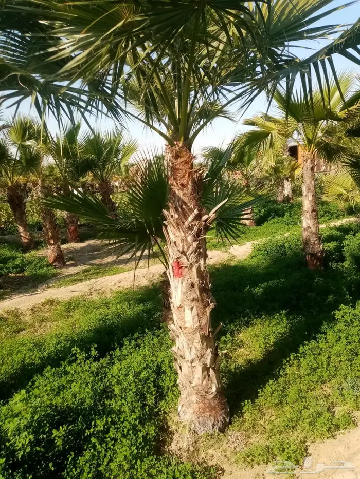 نخيل للبيع عربي مثمره وواشنطن وتركيب الشبوك 18