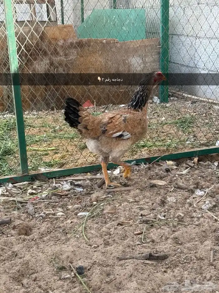 للبيع دجاج 19