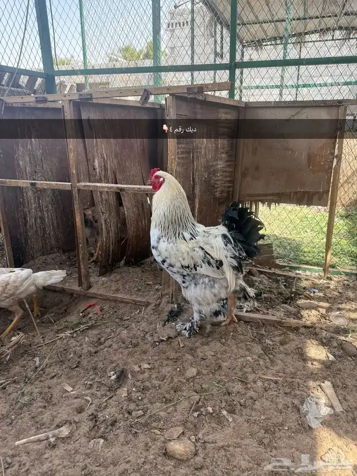للبيع دجاج 23