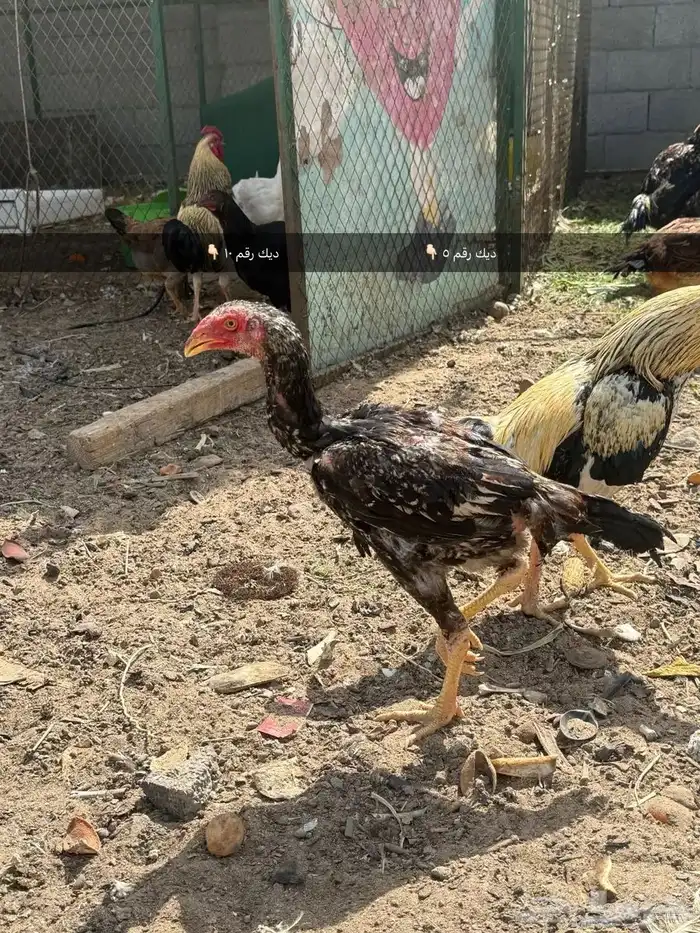 للبيع دجاج 14