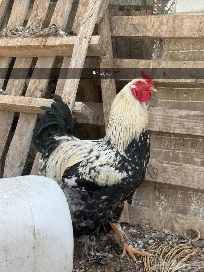 للبيع دجاج 16