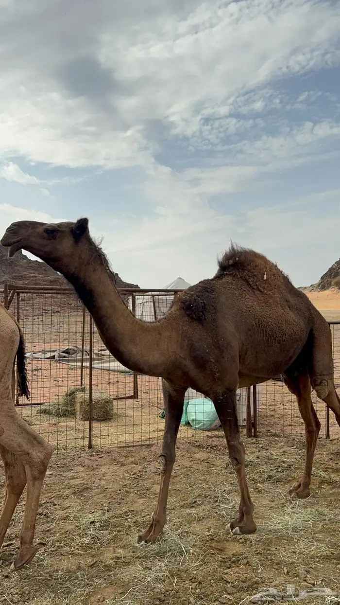 البكره الصفراء الرمانيه الكفو 3