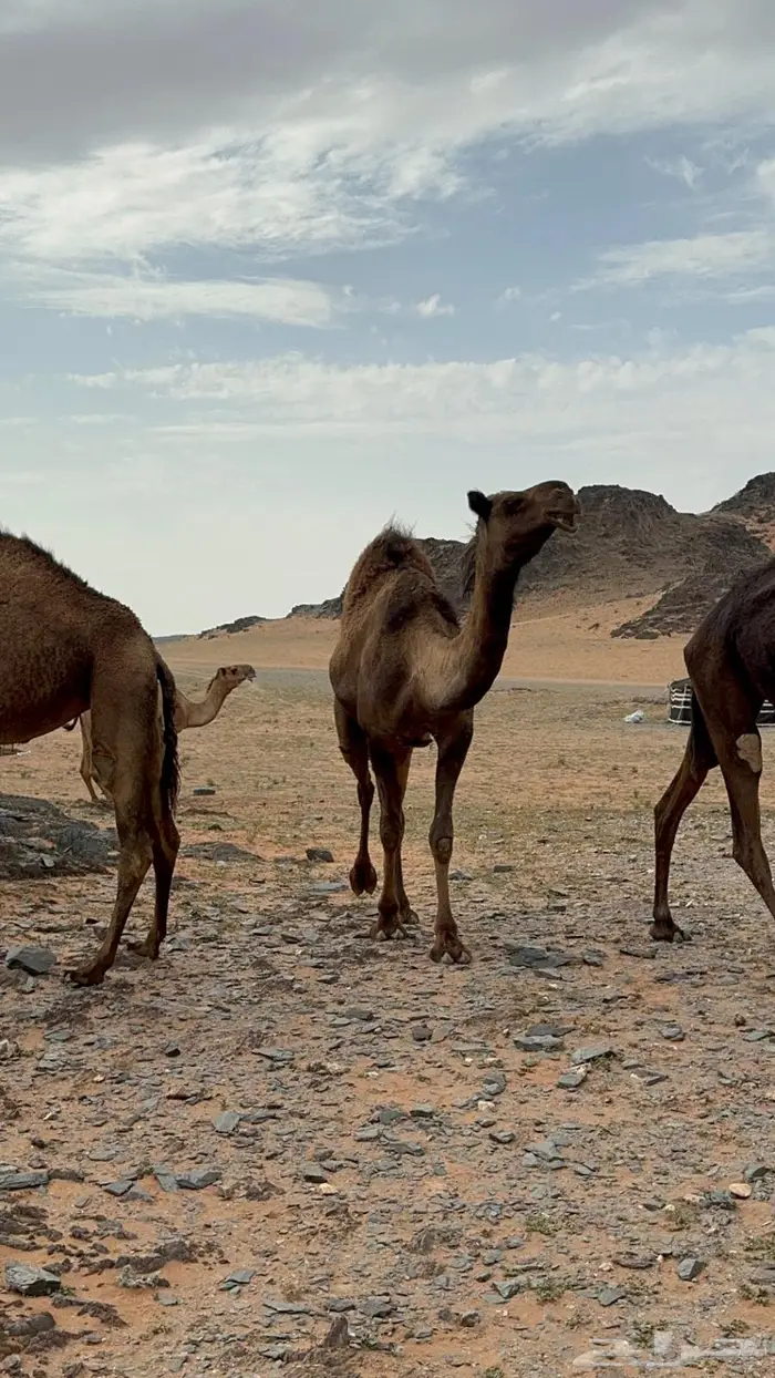 البكره الصفراء الرمانيه الكفو 4