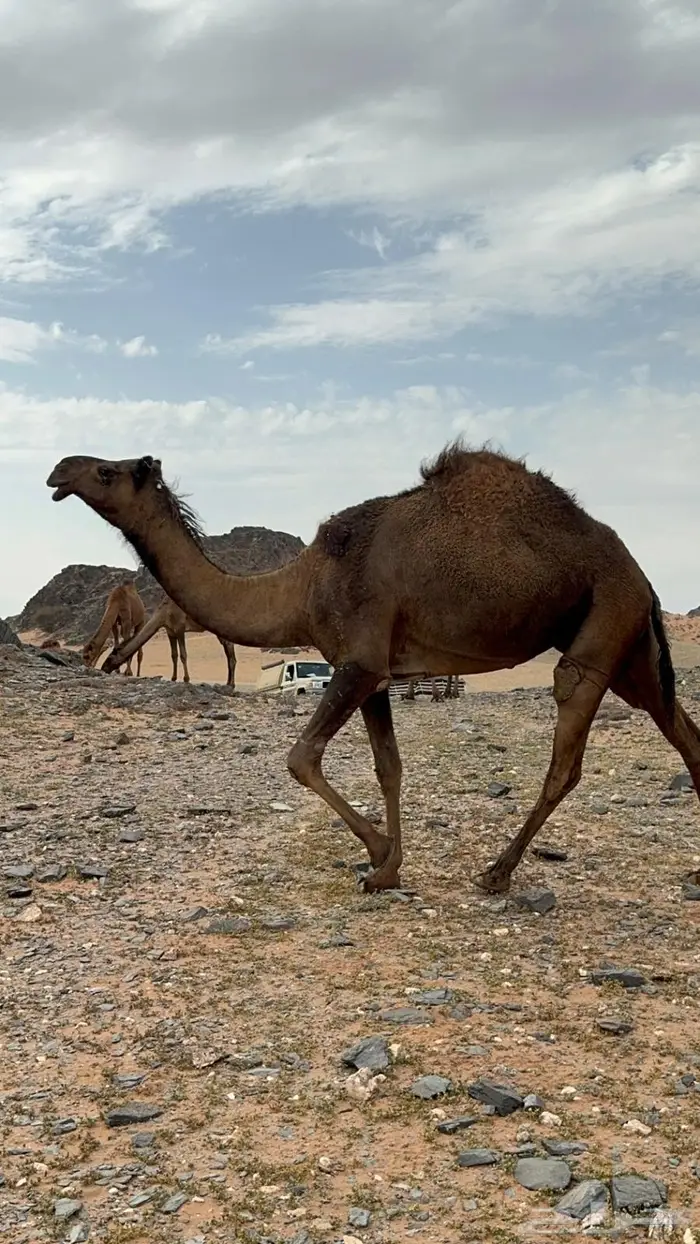 البكره الصفراء الرمانيه الكفو 0