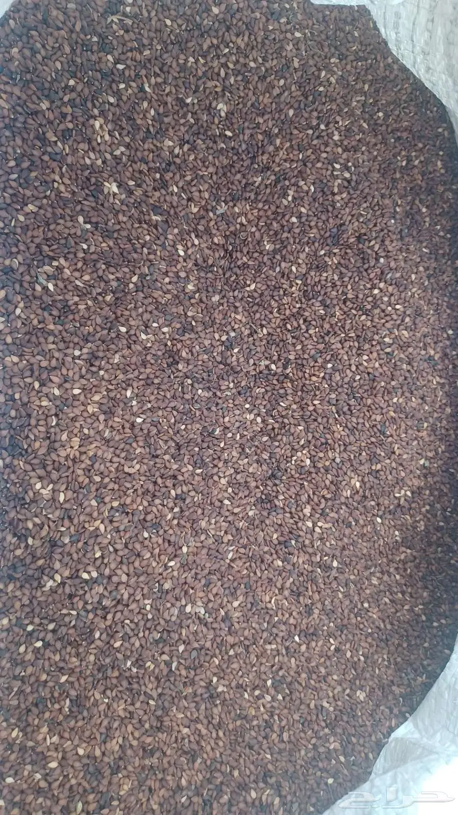سمسم بلدي 1