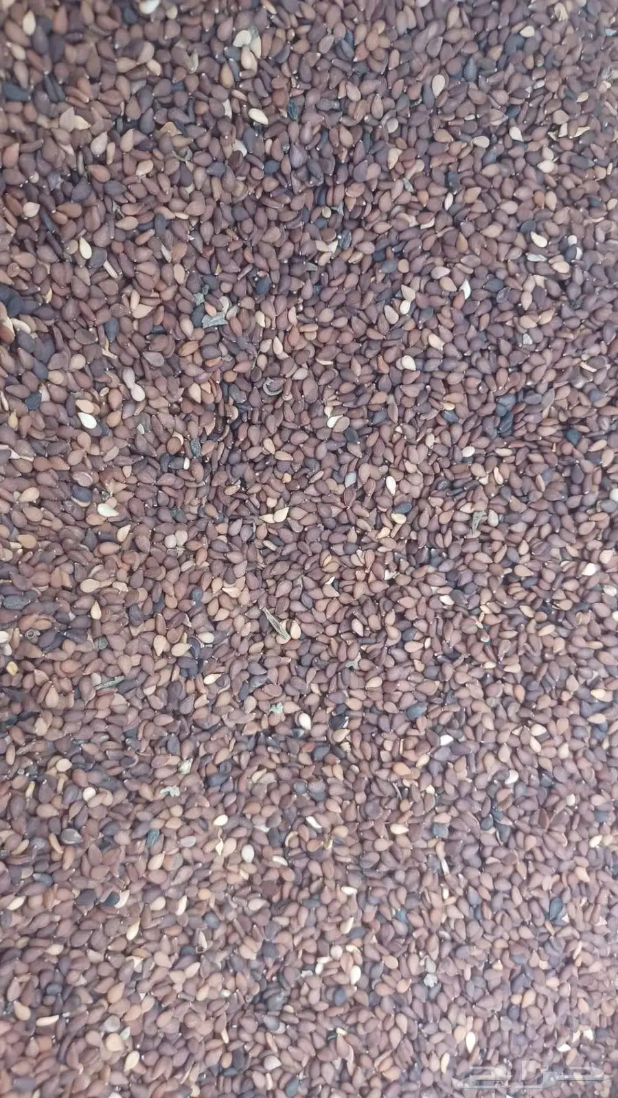 سمسم بلدي 2