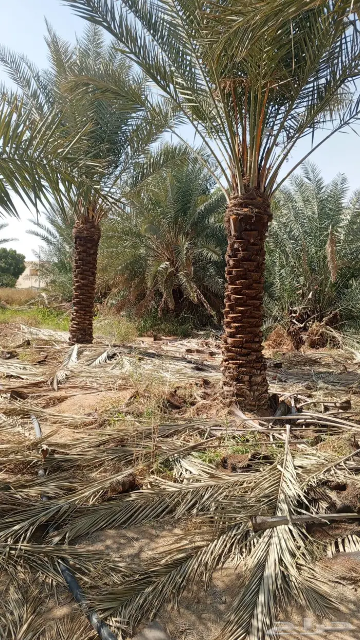 نخيل للبيع عربي مثمره وواشنطن وتركيب الشبوك 8