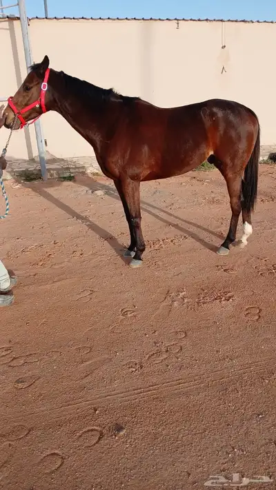 حصان للبيع 0