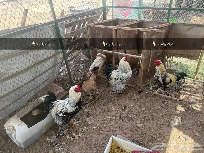 للبيع دجاج 22