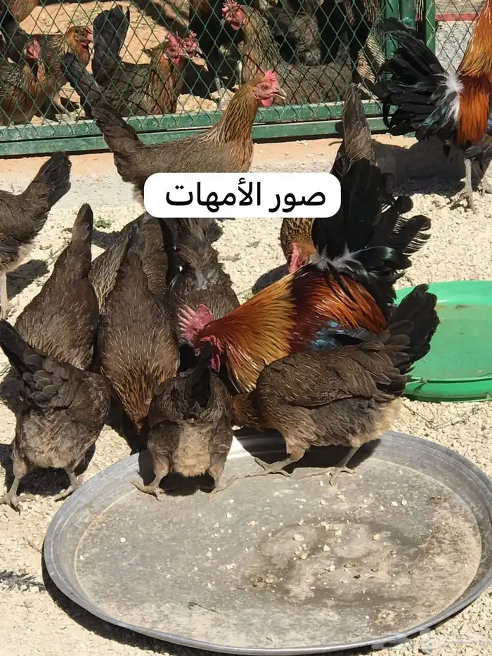 للبيع ديوك عربي ترثه قديمه 4