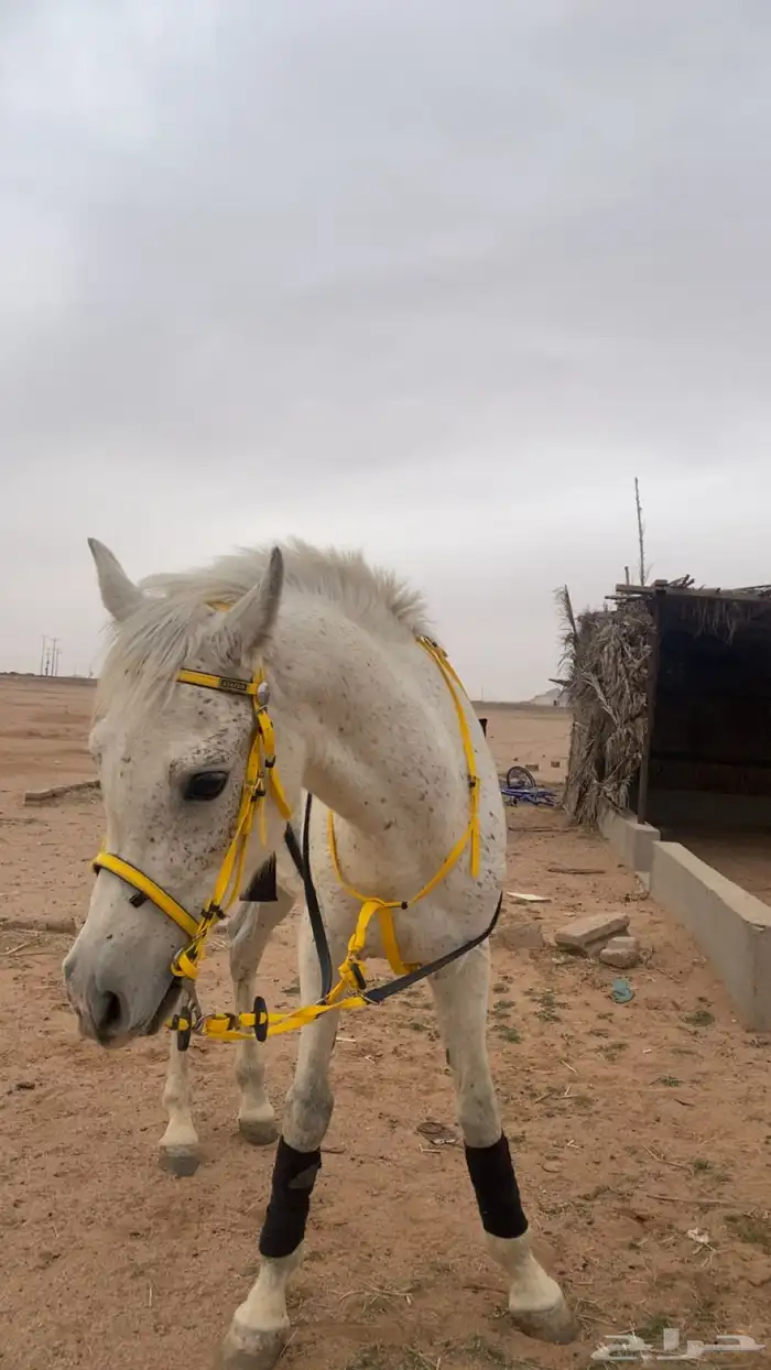 حصان شعبي . 0