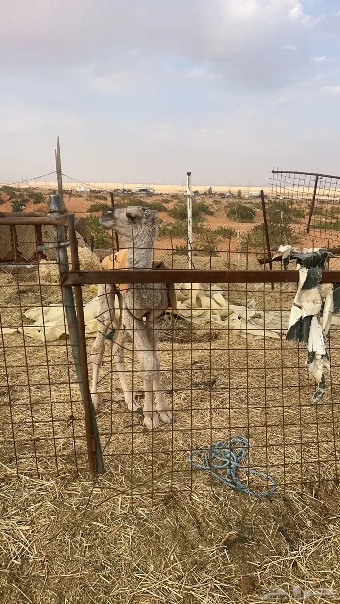 خلفه حمراء الحليب واجد 2
