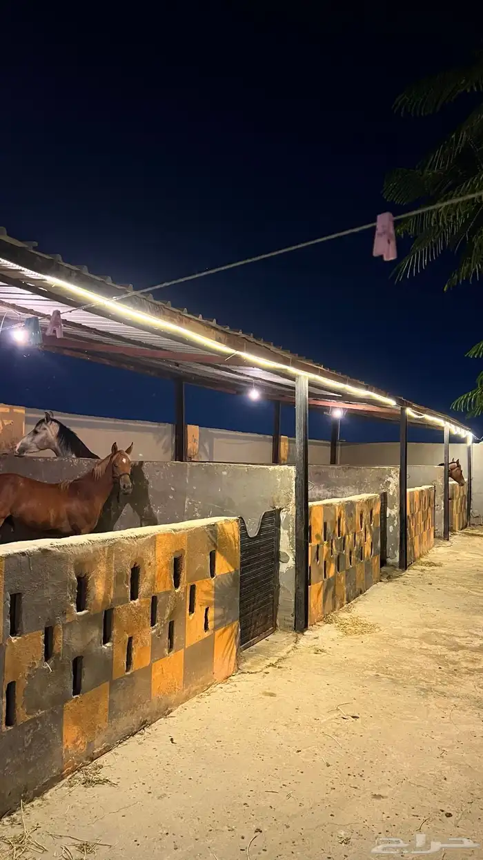 اسطبل مربط وايواء برق للخيل العربية الأصيلة (ايواء-وتدريب) 0