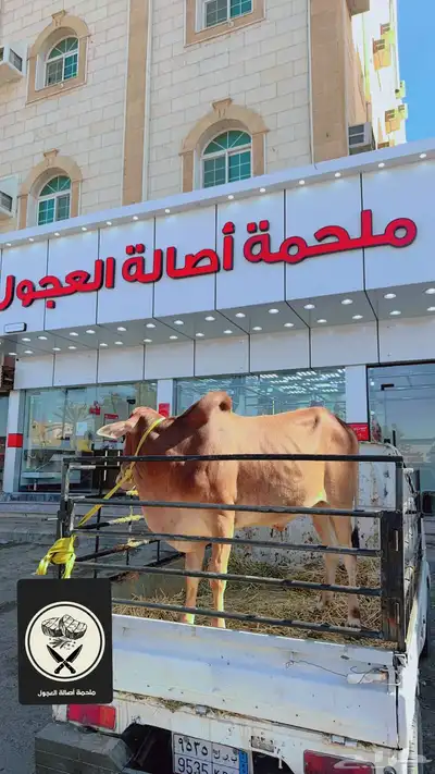 ملحمة اصالة العجول تبوك 2