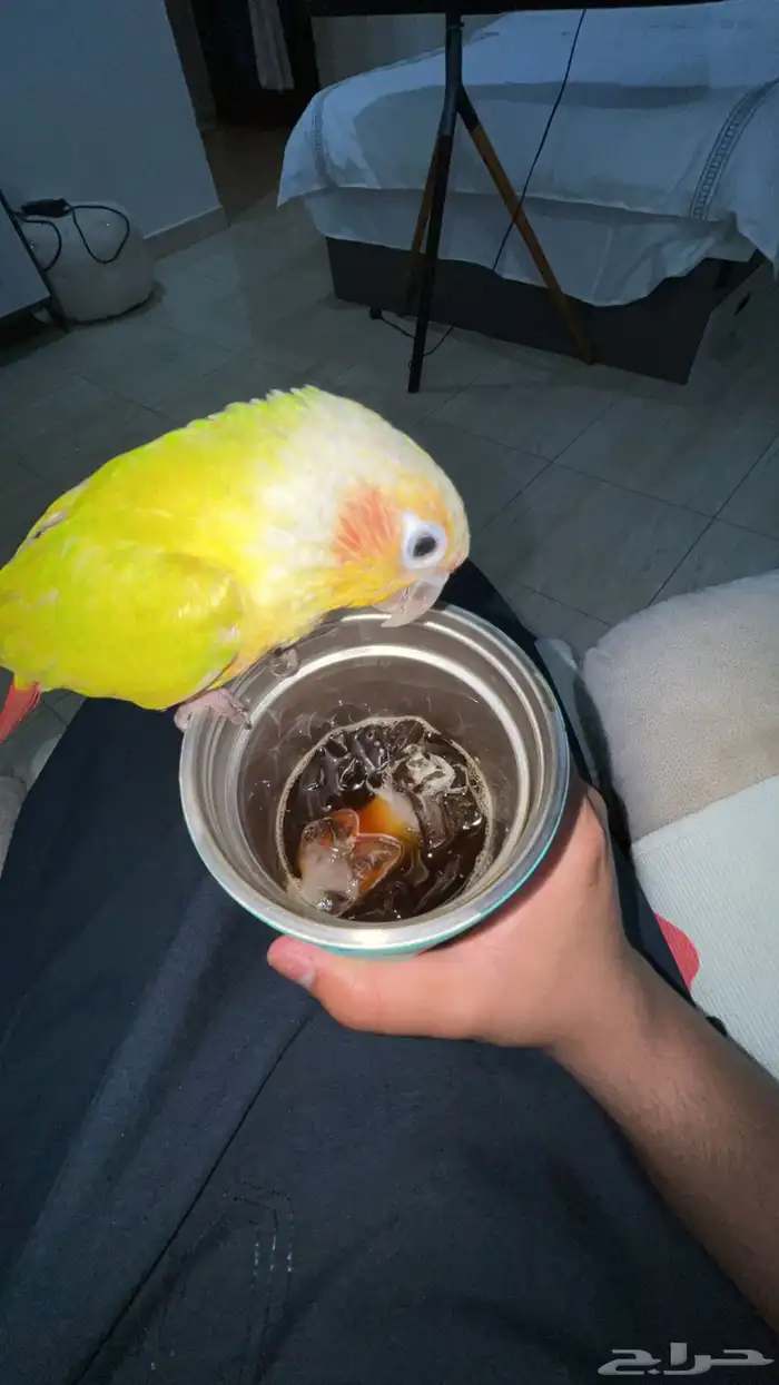 كنيور متكلم 4
