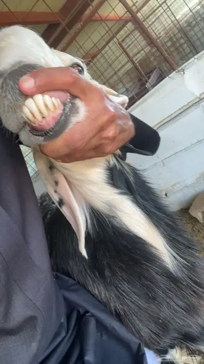 تم البيع الله يبارك له 2