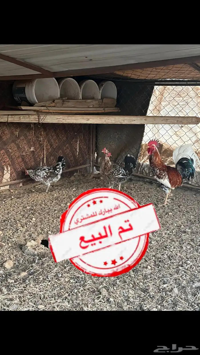 دجاج ماكنتوش اصيل 0