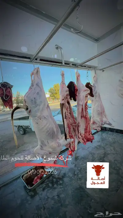 ملحمة اصالة العجول تبوك 7