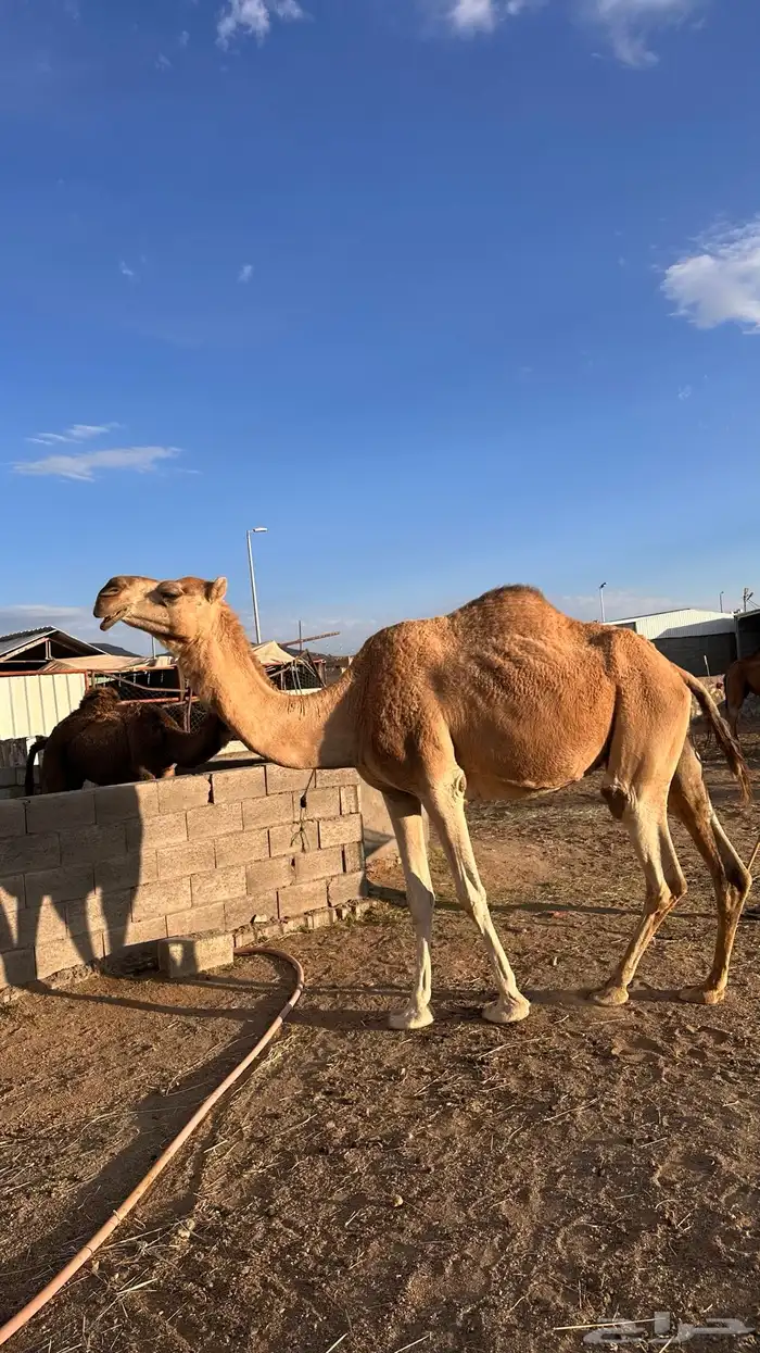 ناقة لقحة منتجه فاخره 3