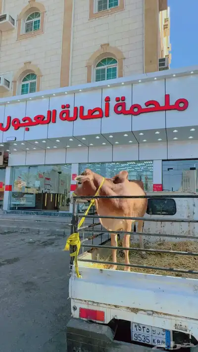 ملحمة اصالة العجول تبوك 0