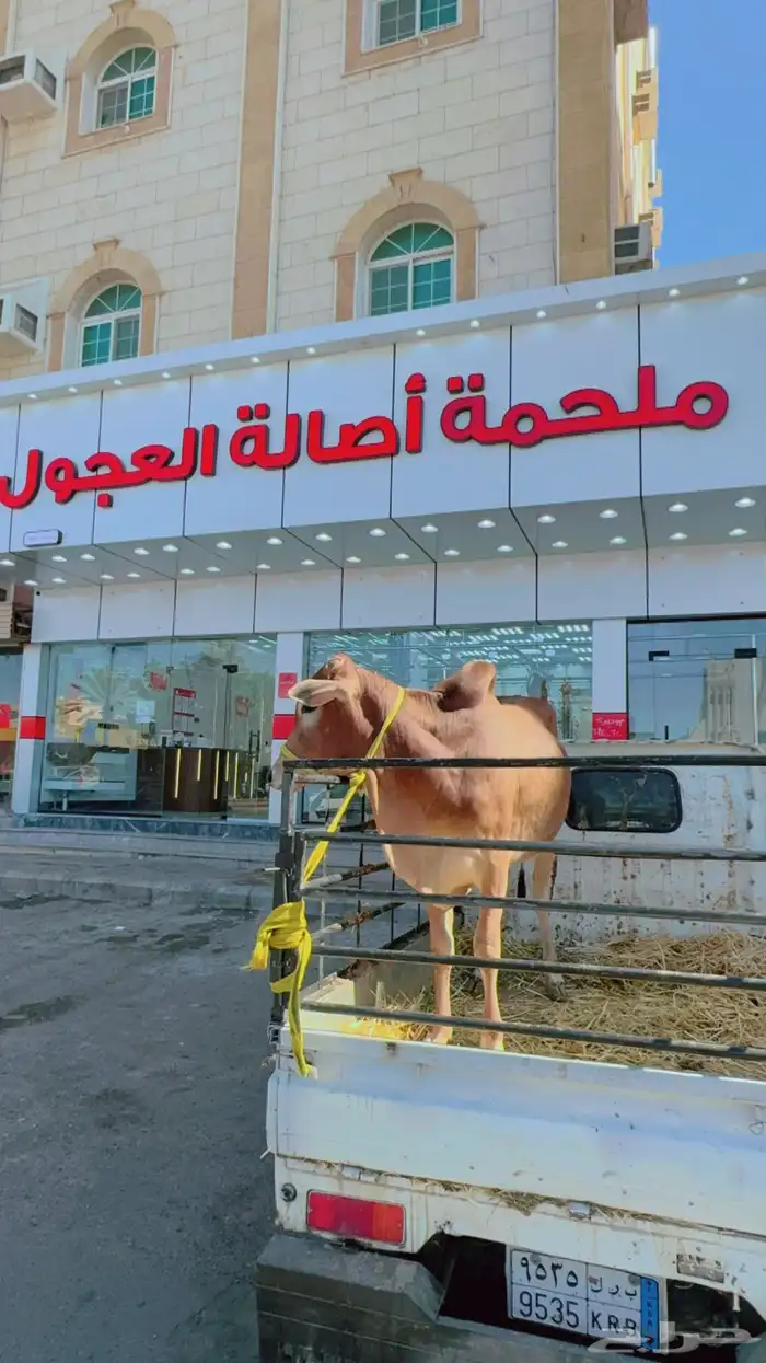 ملحمة اصالة العجول تبوك 0