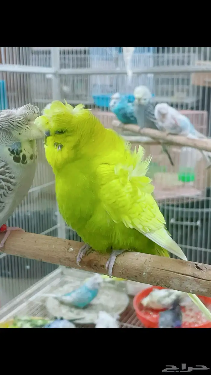 هوقو 2