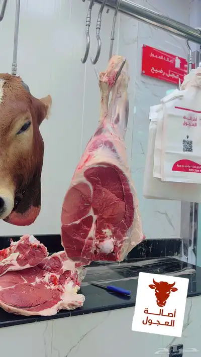 ملحمة اصالة العجول تبوك 5