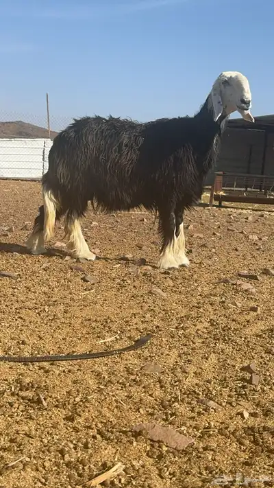 تم البيع الله يبارك له 0