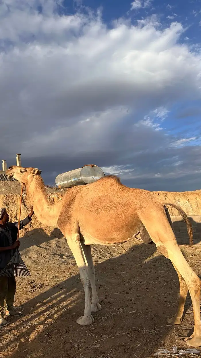 ناقة لقحة منتجه فاخره 4
