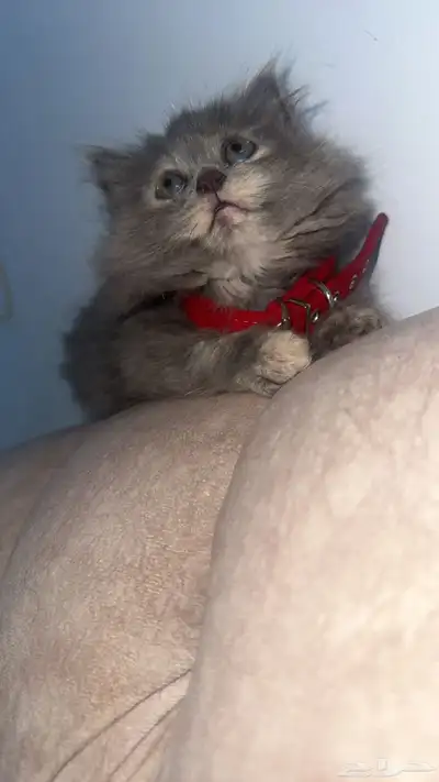 قطط شيرازي عمر شهرين 2