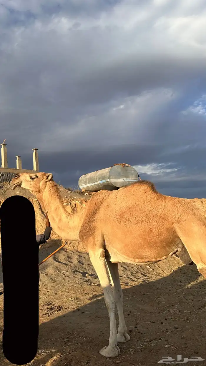ناقة لقحة منتجه فاخره 1
