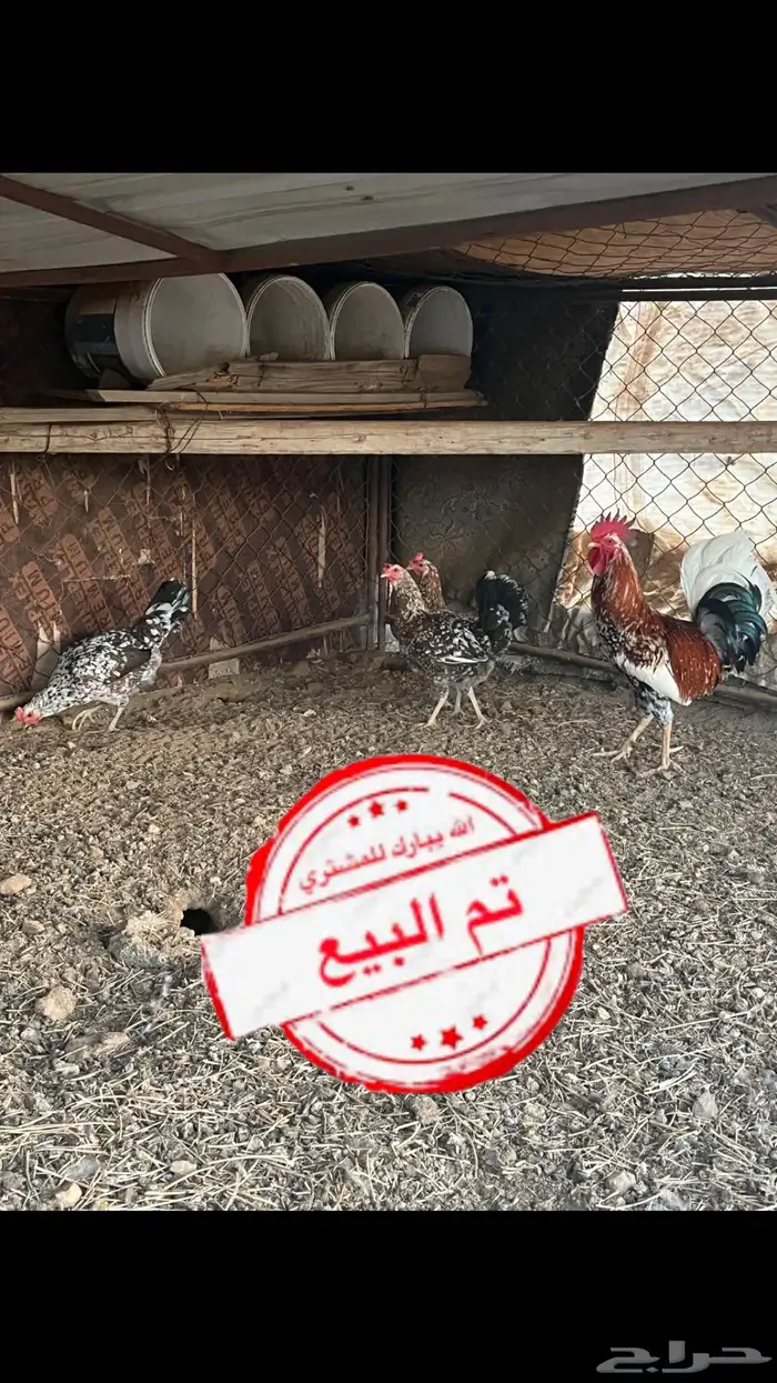 دجاج ماكنتوش اصيل 1