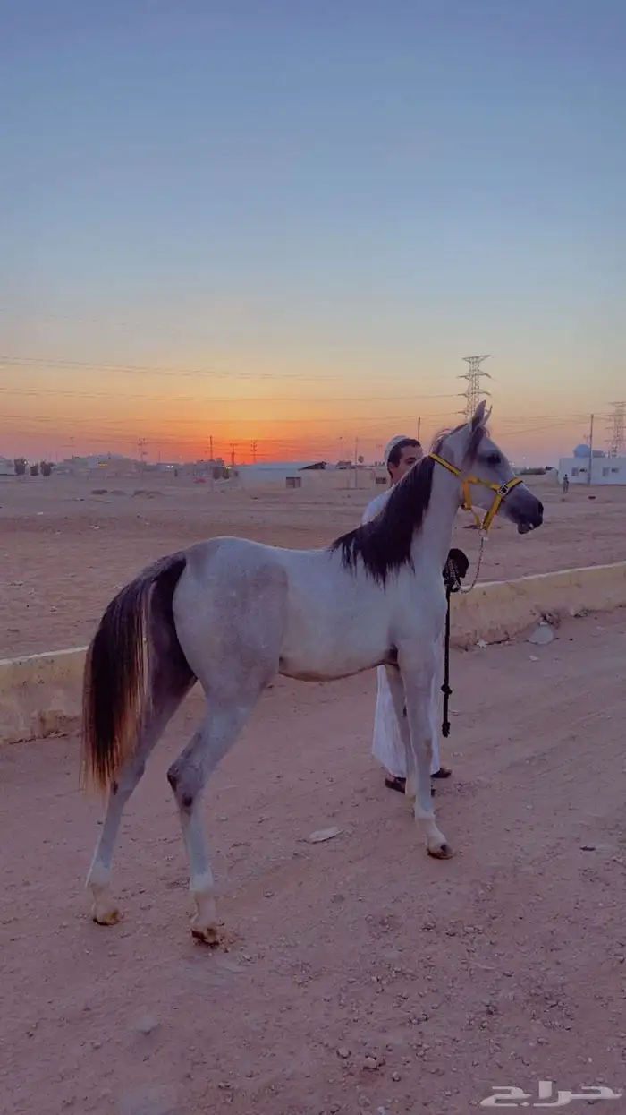 مهره حفيده بطل العالم الكسندر 2