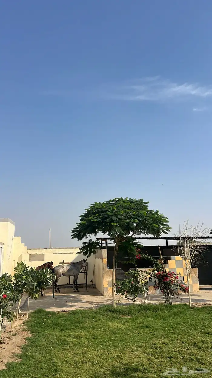 اسطبل مربط وايواء برق للخيل العربية الأصيلة (ايواء-وتدريب) 2