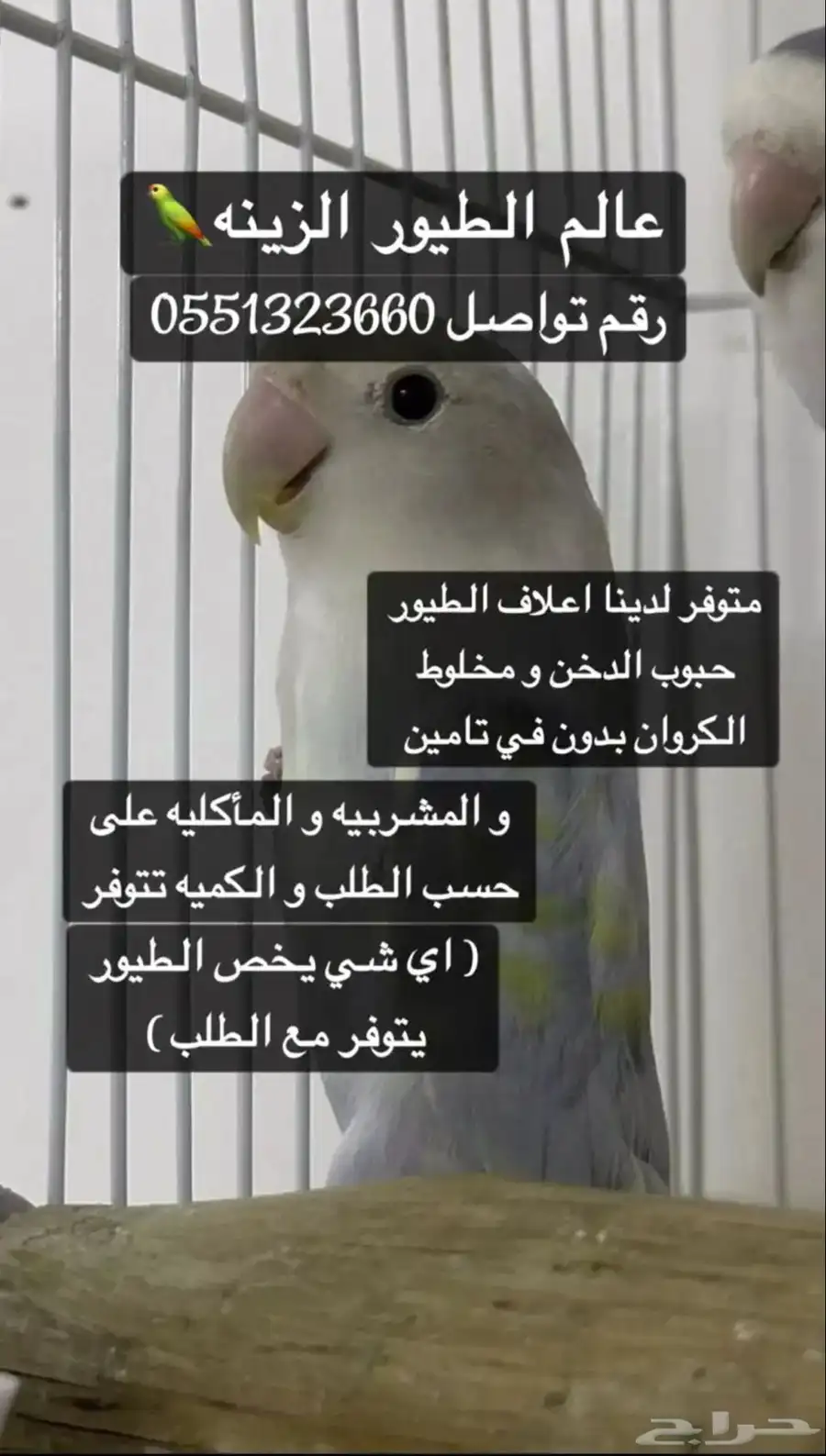 علف طيور الزينه الكيلو ب 12 0