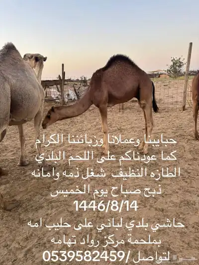 مركزرواد تهامه ليسة الوحيده فلاكن يشهدالله أنها افضل الملاحم 24