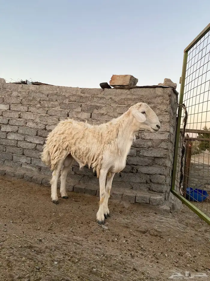 فحل احرش مشروط 0