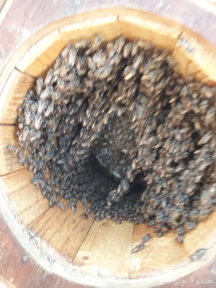 نحل بلدي للبيع 1