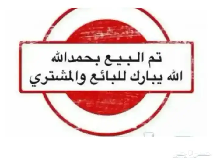 دجاج بلدي 0