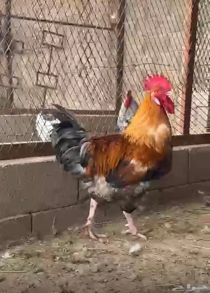 ديك انجليزي تاكسس TOOB 0