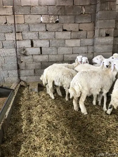 ذبايح رمضان من البرا انتاج المراح 3