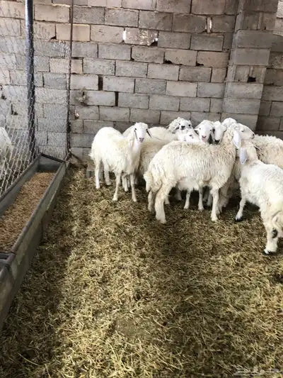 ذبايح رمضان من البرا انتاج المراح 2