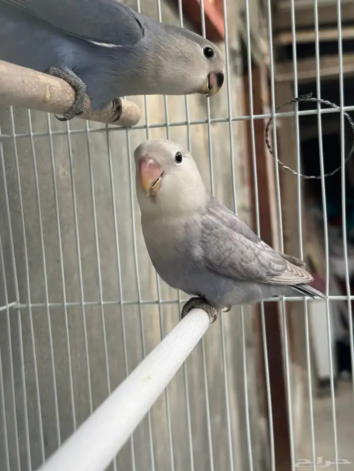 للبيع ببغاء روز ذكر 0