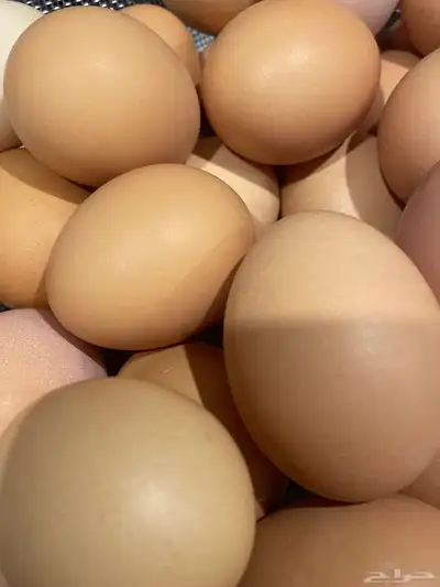 بيض بلدي مائده (( للاكل )) 4
