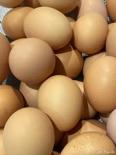 بيض بلدي مائده (( للاكل )) 6