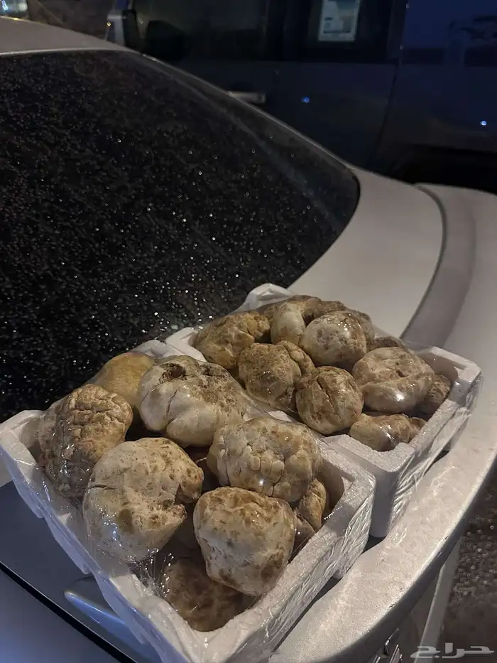 فقع زبيدي بلدي تواصل 0