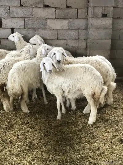 ذبايح رمضان من البرا انتاج المراح 6