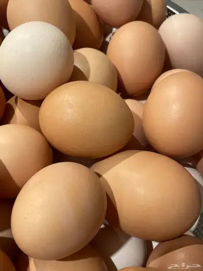 بيض بلدي مائده (( للاكل )) 5